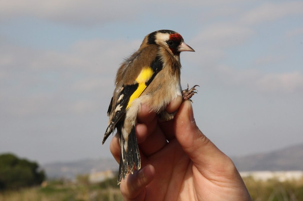 Pintassilgo apreendido, prestes a ser devolvido à natureza