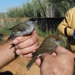 Sul Informação - Mais de uma centena de passarinhos apreendidos no Algarve