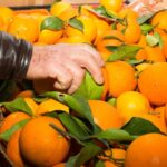 Sul Informação - Mercado Municipal de Portimão dedica semana à laranja algarvia pelo 10º ano consecutivo