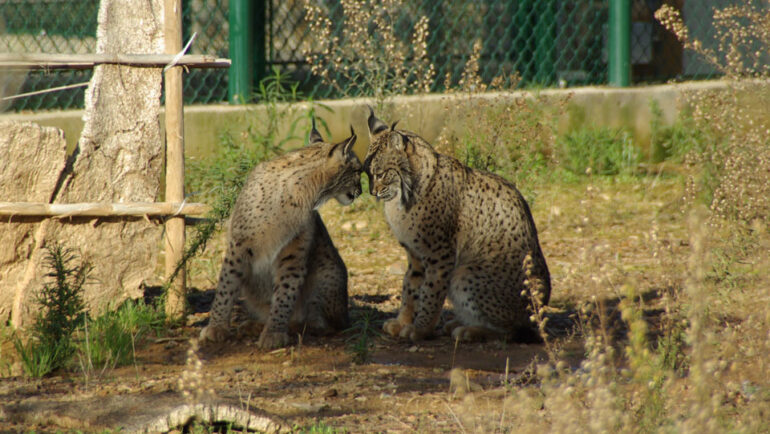 Sul Informação - Mértola acolhe os primeiros linces ibéricos devolvidos à natureza em Portugal