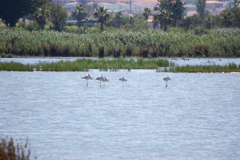 Sul Informação - Empresa Águas do Algarve anuncia requalificação da Lagoa dos Salgados