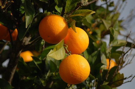 Sul Informação - Algar e Direção Regional de Agricultura lançam projeto para incentivar Agricultura Biológica