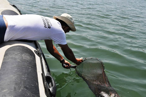 Sul Informação - Morte de peixes no Guadiana deve-se a «fenómeno natural» sem perigo para a saúde pública