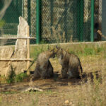 Sul Informação - Câmara de Mértola considera reintrodução do lince como processo «apressado, mal preparado e incorreto»