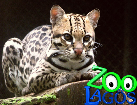 Sul Informação - Zoo de Lagos acolheu um Ocelote e aumenta número de felinos