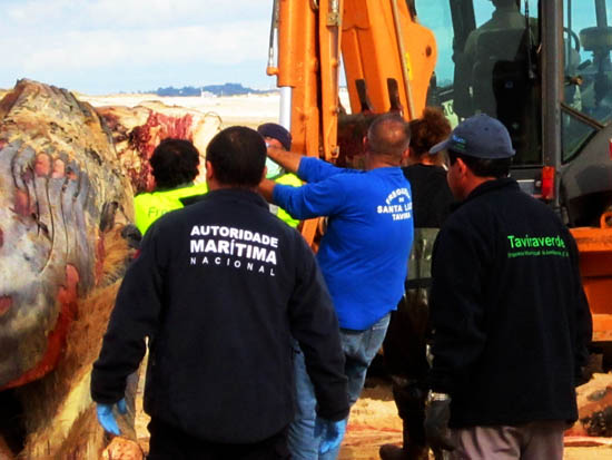 Sul Informação - Marinha e autoridades locais removeram baleia morta da Praia do Barril