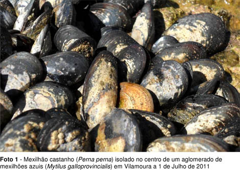 Sul Informação - Mexilhão castanho encontrado pela primeira vez no Algarve