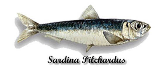 Sul Informação - Stock ibérico de sardinha pouco abundante mas estável