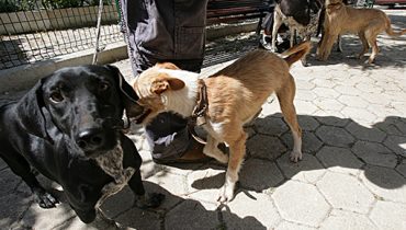 canil vacinação cães