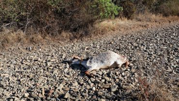 Cabra morta no caminho_Feital_Ameixial_Seca (2)