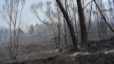 Incêndio Monchique_fornalha_gonçalo dourado