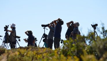 Festival Observação de Aves_Birdwatching_Sagres|cartaz observação de aves 2018