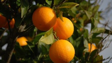 Laranja|Pomar em Benaciate - S. B. de Messines|Faro|Produção em Monchique|Produção em Aljezur