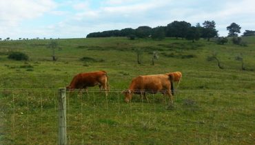 Vacas a pastar na Quinta da Rocha_2|Quinta da Rocha