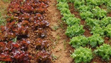 agricultura biológica