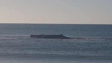 baleia encalhada Monte Gordo