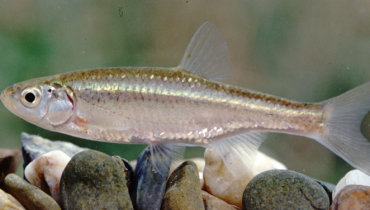 peixe bordalo - Squalius alburnoides - Fotografia de Isabel Catalão