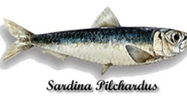 sardinha|Festival-da-Sardinha-3